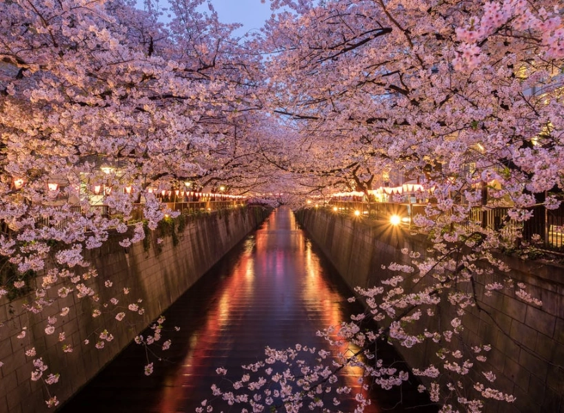 日本櫻花景點:東京