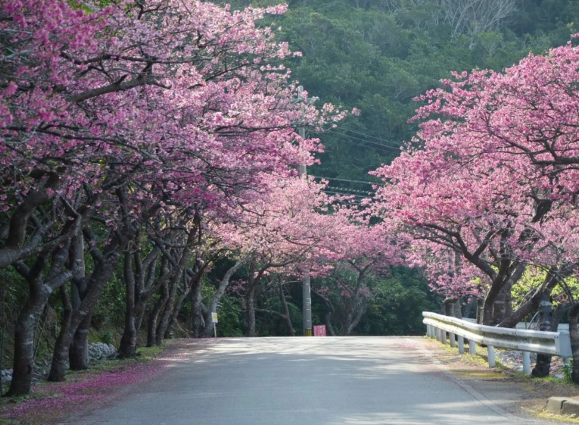 日本櫻花景點:沖繩
