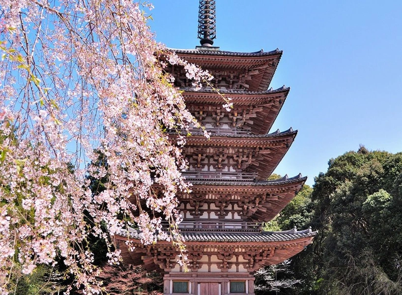 日本櫻花景點:京都