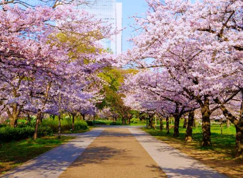 日本櫻花景點:大阪