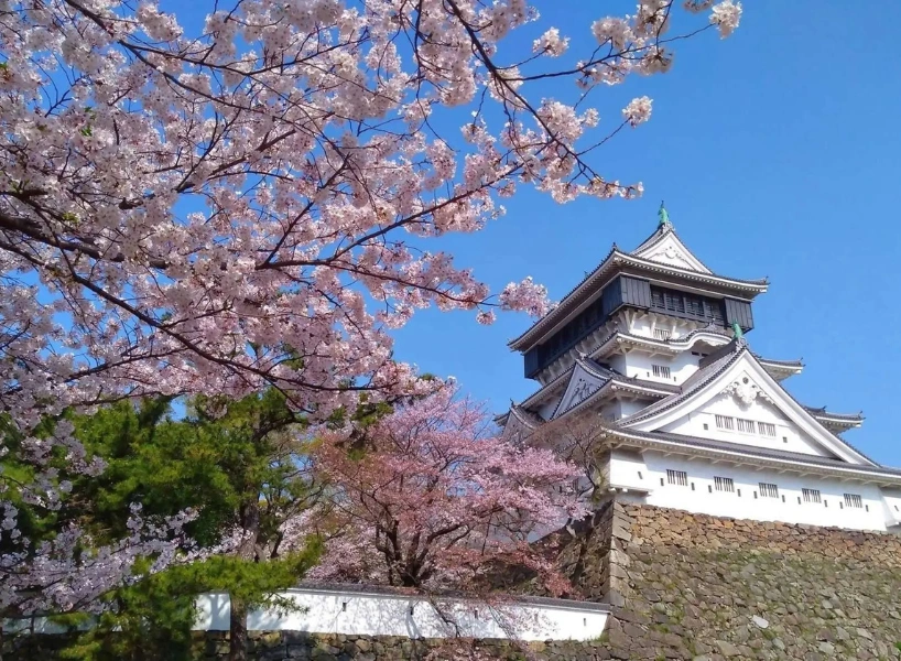 日本櫻花景點:福岡