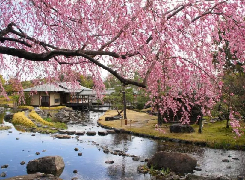 日本櫻花景點:名古屋