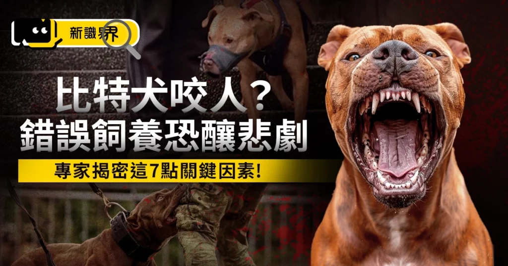 比特犬咬人原因？「這 7 點沒注意」專家警告：恐養成攻擊犬