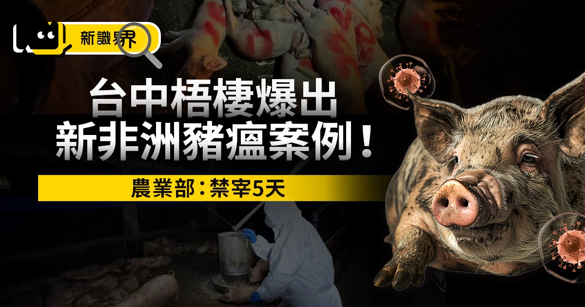 台中梧棲爆出新非洲豬瘟案例！農業部：禁宰 5 天、自主暫停豬肉出口