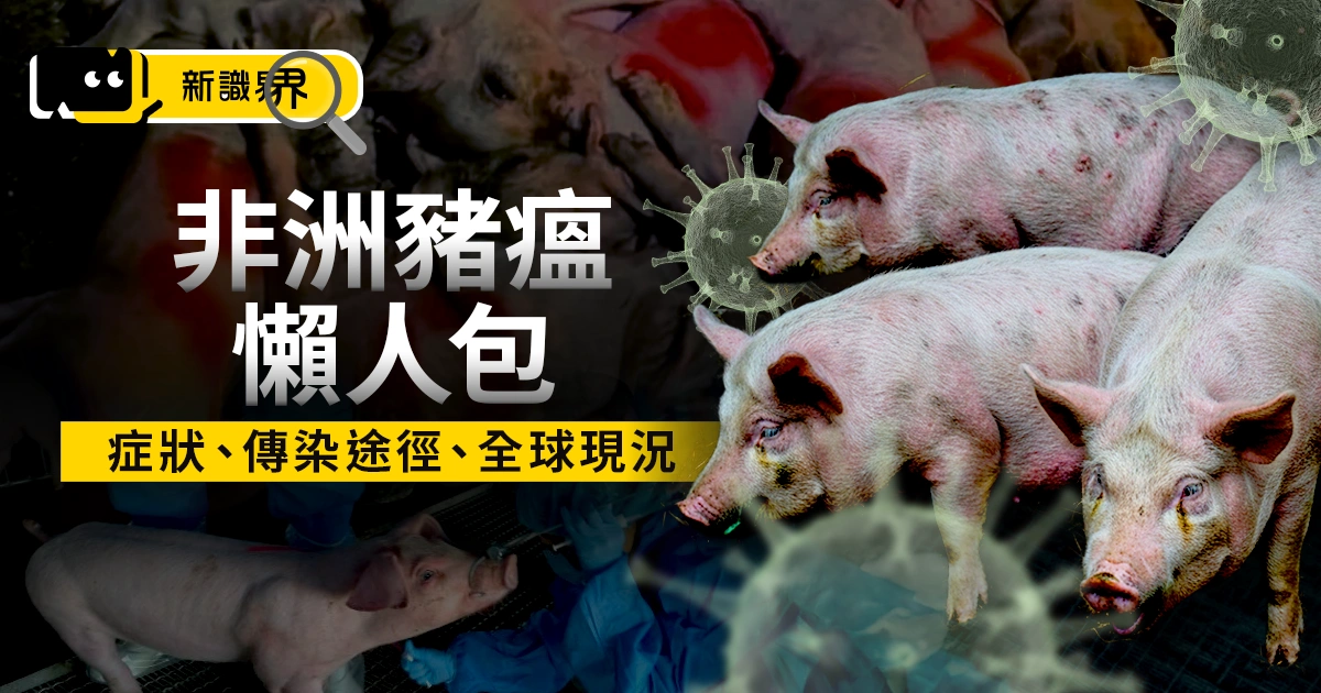 非洲豬瘟懶人包:有哪些症狀、非洲豬瘟會傳染給人嗎、全球現況統整