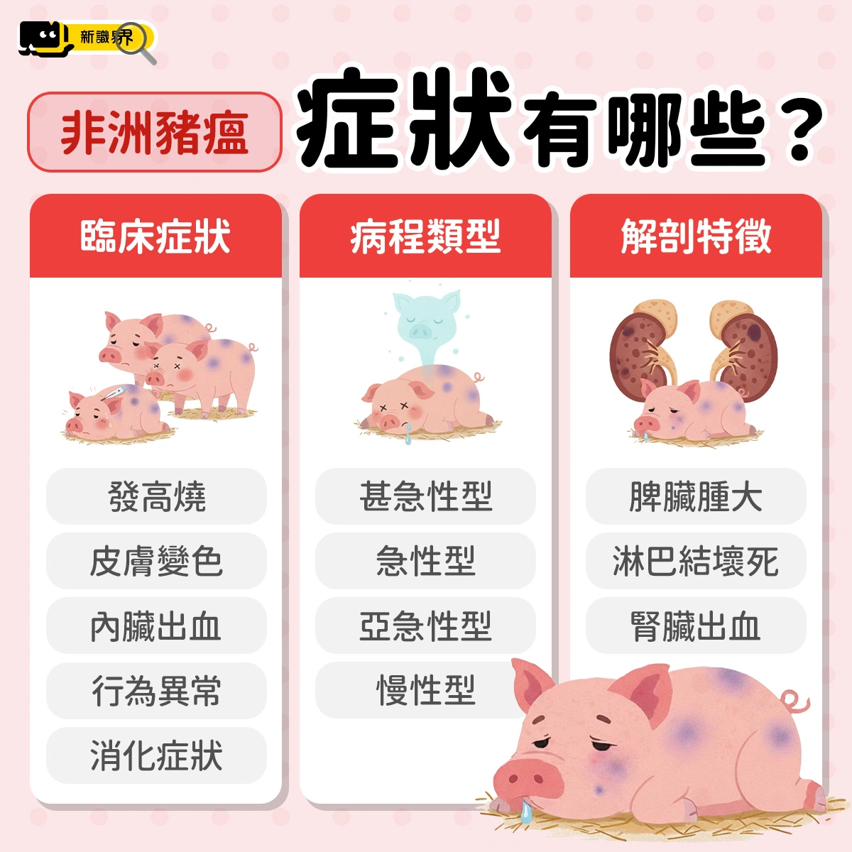 非洲豬瘟症狀有哪些？