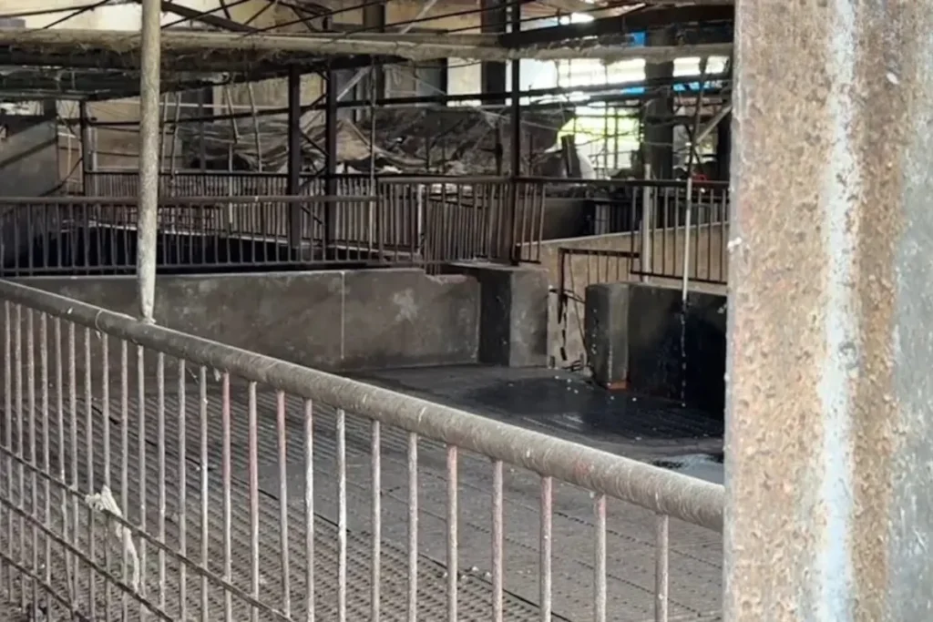 台中養豬場爆出非洲豬瘟，場內已全面撲殺