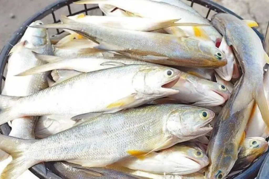 全聯鯛魚並不是全台第一起被檢出恩氟喹啉羧酸的水產品