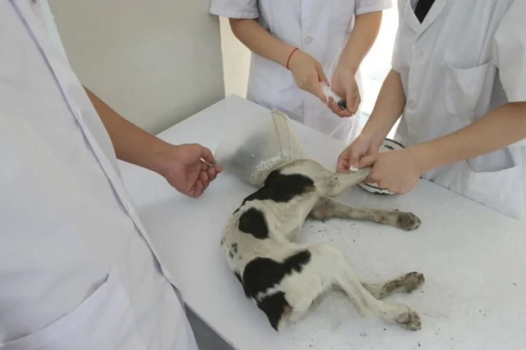 《動物保護法》明定狗狗安樂死必須在重病、傳染疾病或危及公共安全下才可執行