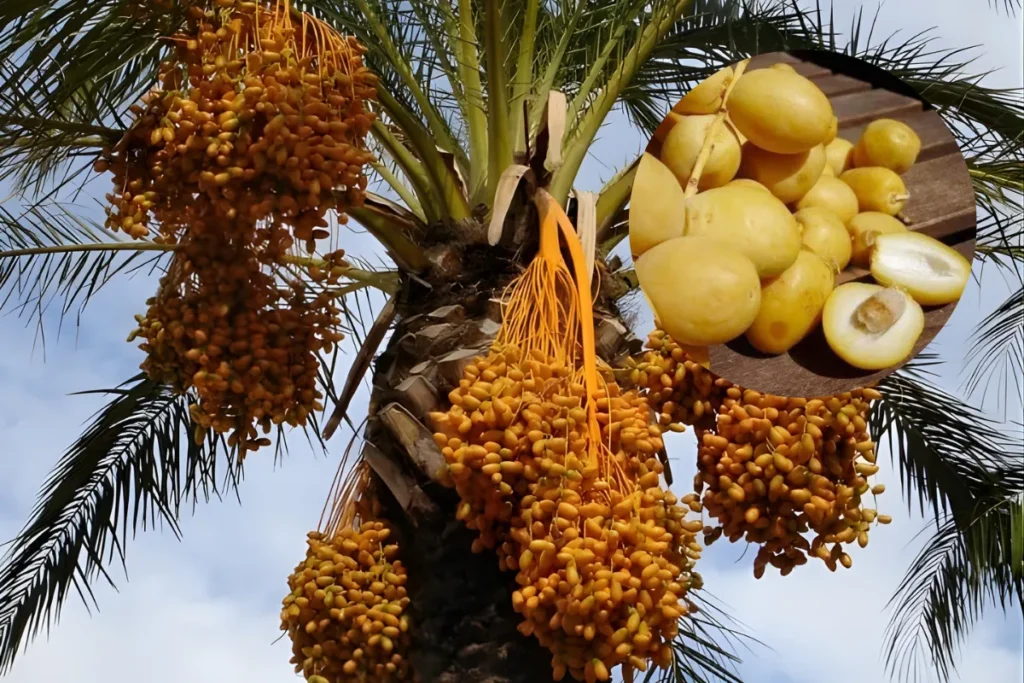 立百病毒傳染來源與方式-食物傳播:食用遭果蝠唾液或尿液污染的水果或飲用生椰棗汁、新鮮椰棗,或未煮熟的果肉