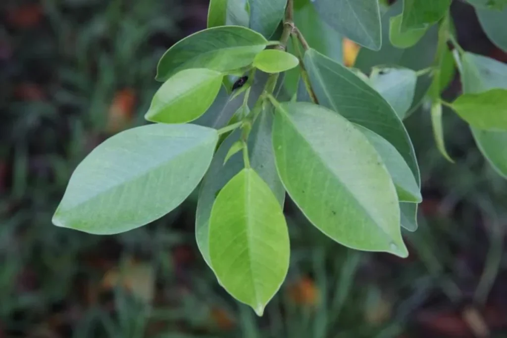 清明節習俗活動