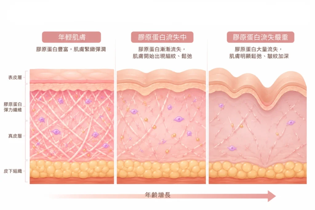 膠原蛋白流失過程與影響