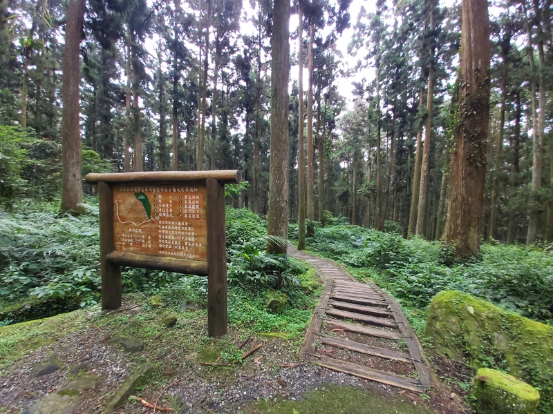 溪頭自然教育園區的森林步道與木棧道